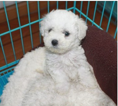 黑鼻頭紐扣眼的卷毛比熊幼犬寶寶購買有保障