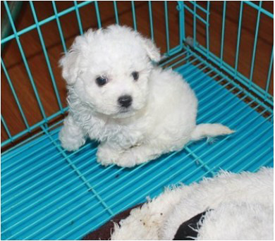 黑鼻頭紐扣眼的卷毛比熊幼犬寶寶購買有保障
