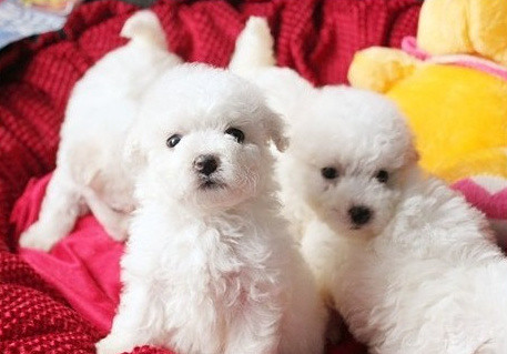 黑鼻頭紐扣眼的卷毛比熊幼犬寶寶購買有保障