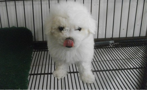黑鼻頭紐扣眼的卷毛比熊幼犬寶寶購買有保障