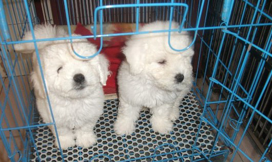 黑鼻頭紐扣眼的卷毛比熊幼犬寶寶購買有保障