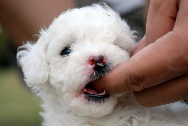黑鼻頭紐扣眼的卷毛比熊幼犬寶寶購買有保障