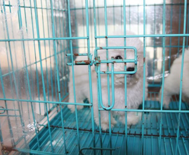 黑鼻頭紐扣眼的卷毛比熊幼犬寶寶購買有保障