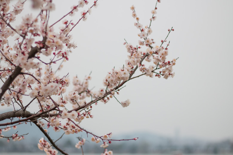 桃之夭夭,灼灼其华-湘湖桃花-风景照-19摄区-杭