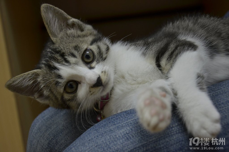 两岁灰色狸花猫无偿领养，装备齐全，只需要您有一颗爱心和耐心-爱宠分享-家有宠物-杭州19楼