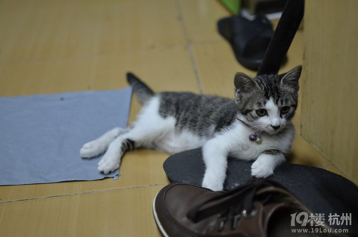 两岁灰色狸花猫无偿领养,装备齐全,只需要您有