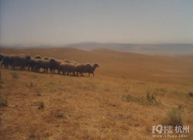 图解电影《荆棘鸟》-奇幻-图解电影-杭州19楼