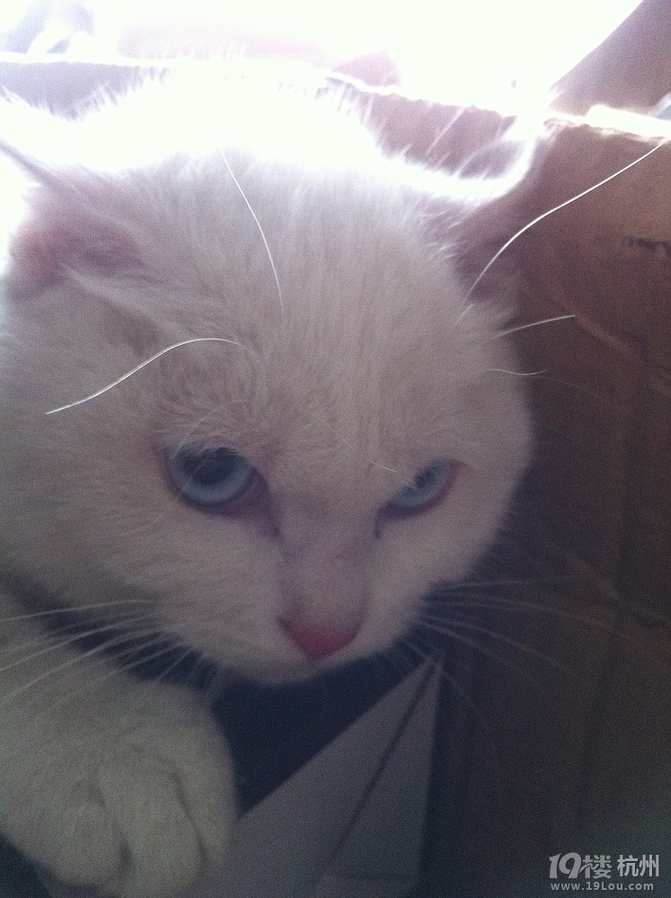 3个月大，山东狮子猫，全白蓝眼睛，求照顾-爱宠分享-家有宠物-杭州19楼