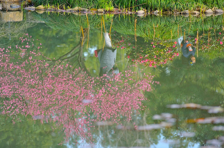 【约会春天】疏影横斜水清浅-风景照-19摄区-杭州19楼
