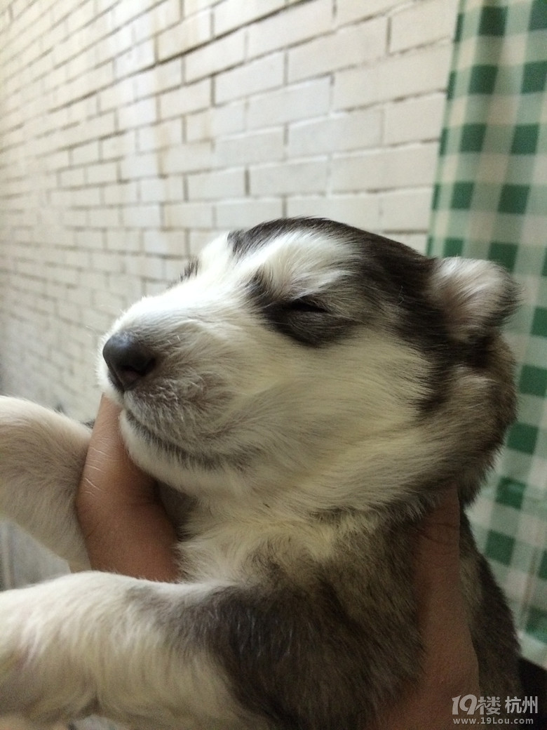 ۰˹Ȯ 221̖(ho)_(ki)ʼA(y)ӆ