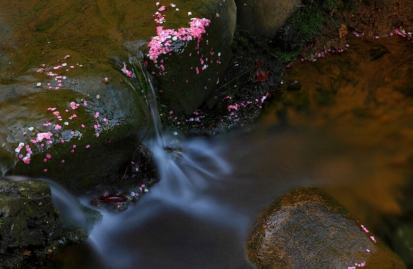 落花有意.流水无情