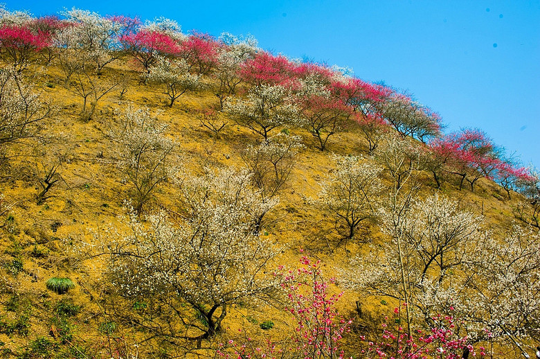 【安吉杭垓】漫山遍野梅花开