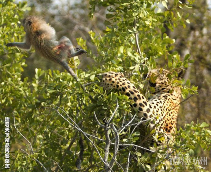 非洲豹与小猴玩欲擒故纵惨丢午餐(图)