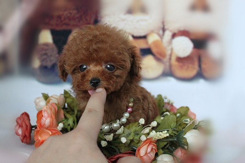 自家狗狗生的一窝小泰迪熊宝宝-我要出售-宠物