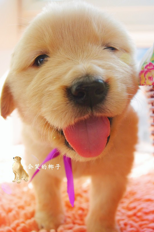 在售赛级金毛 韩国登录冠军POLO和美国登录冠