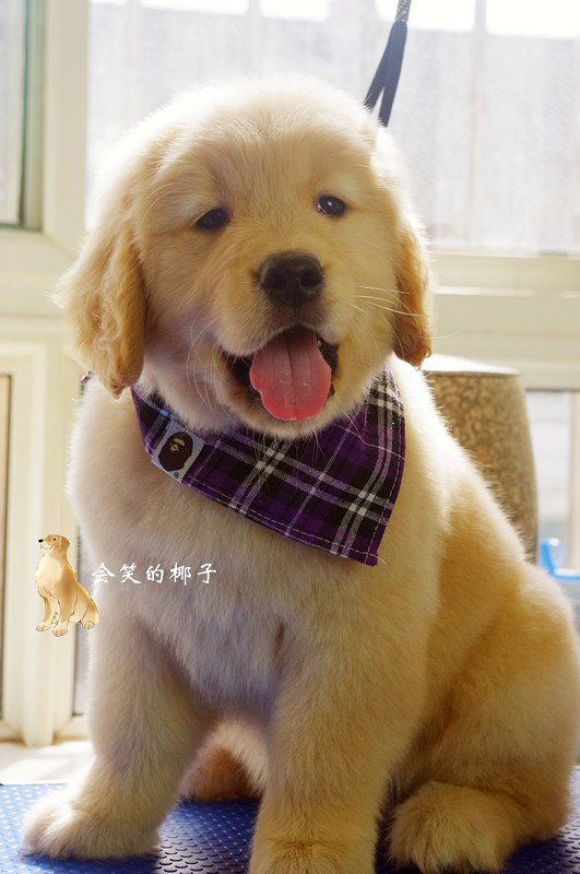 在售赛级金毛 韩国登录冠军POLO和美国登录冠