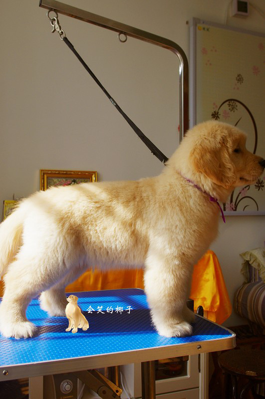 在售赛级金毛 韩国登录冠军POLO和美国登录冠