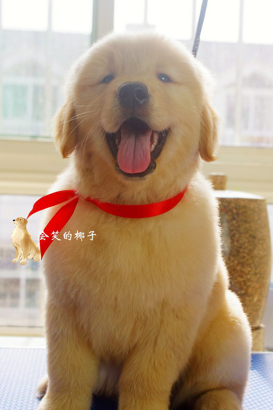 在售赛级金毛 韩国登录冠军POLO和美国登录冠