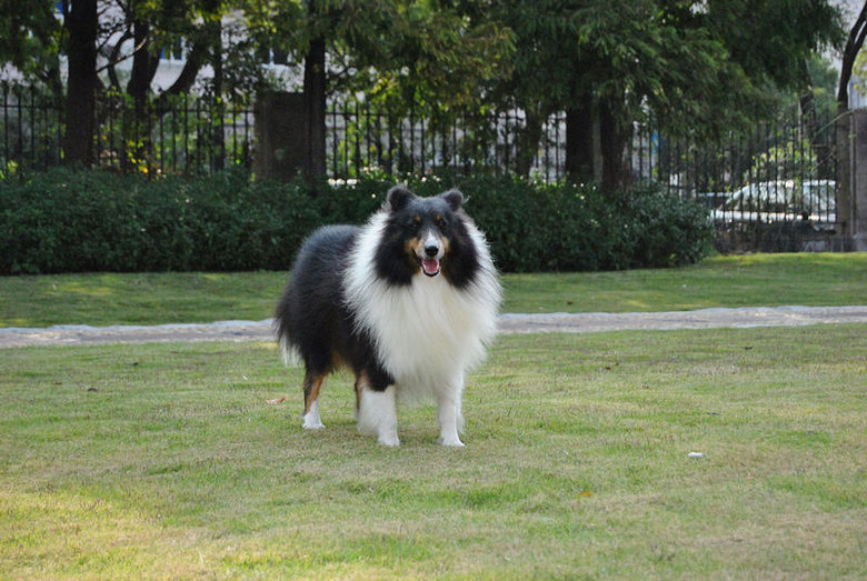 三色喜乐蒂牧羊犬1公1母