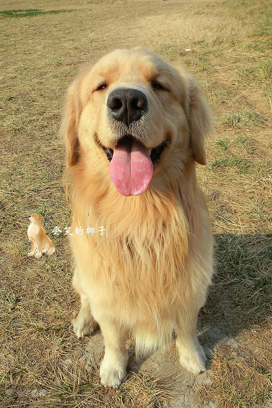 在售赛级金毛 韩国登录冠军POLO和美国登录冠
