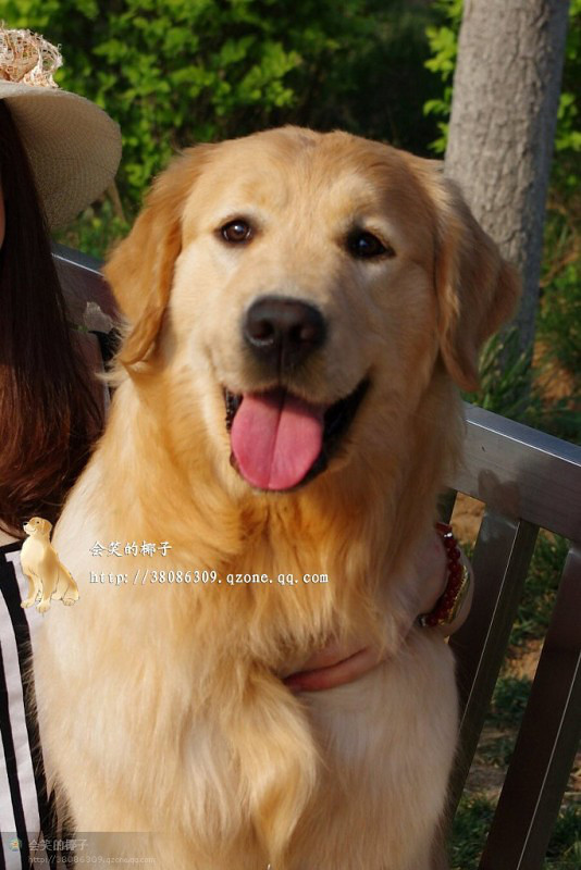 在售赛级金毛 韩国登录冠军POLO和美国登录冠