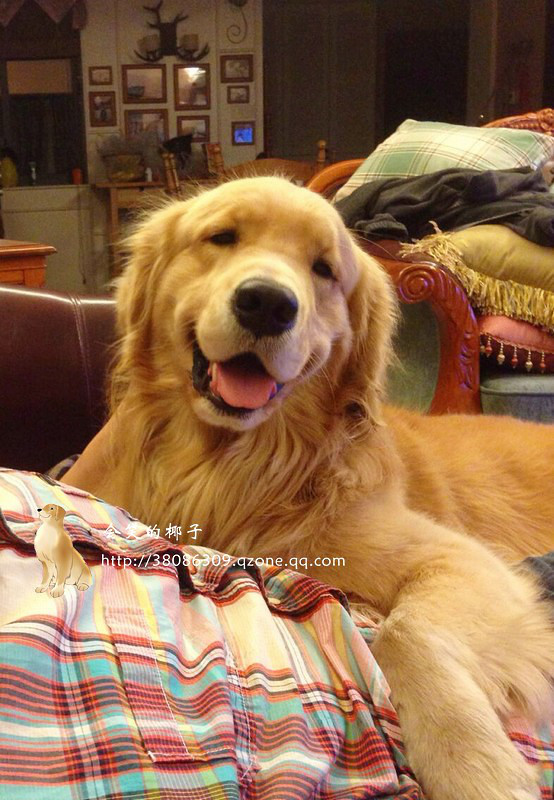 在售赛级金毛 韩国登录冠军POLO和美国登录冠