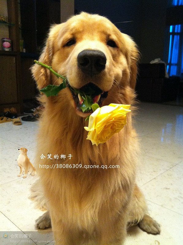 在售赛级金毛 韩国登录冠军POLO和美国登录冠