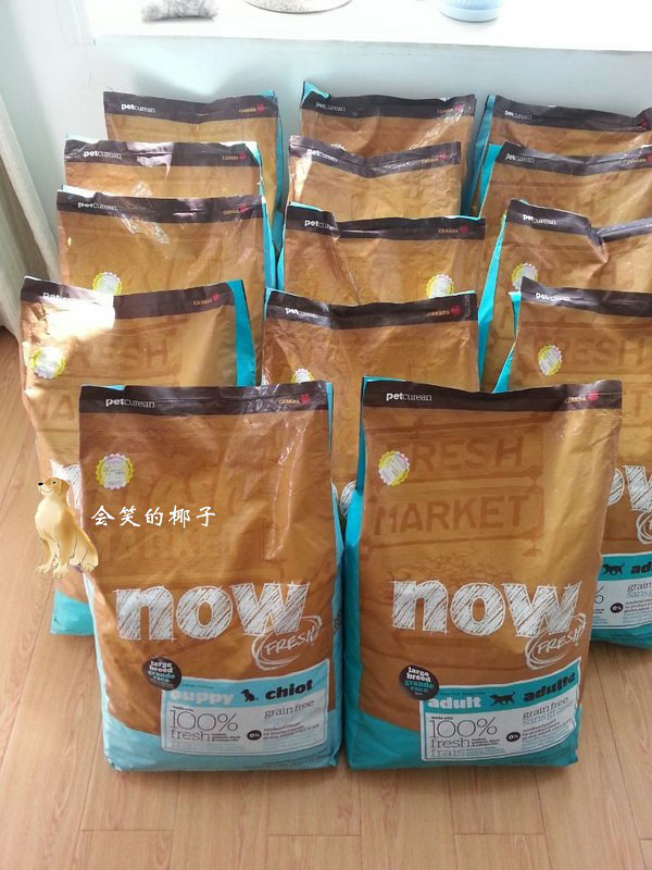 在售赛级金毛 韩国登录冠军POLO和美国登录冠