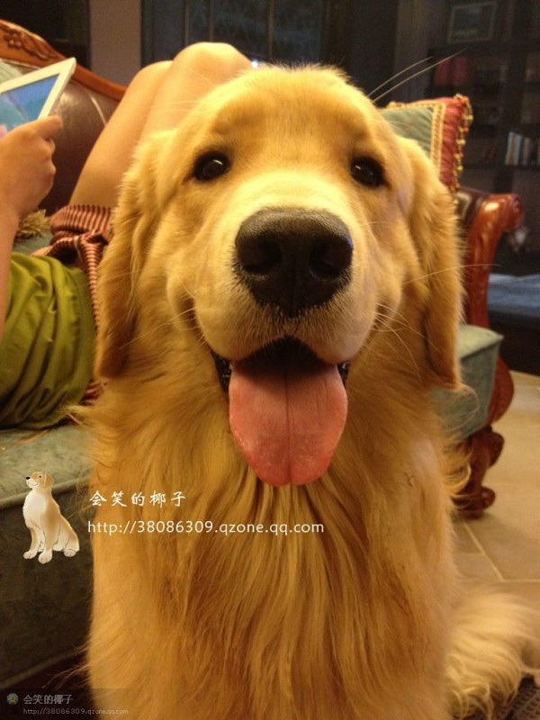 在售赛级金毛 韩国登录冠军POLO和美国登录冠