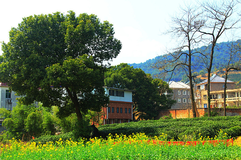 【登山随拍】外桐坞村的春天