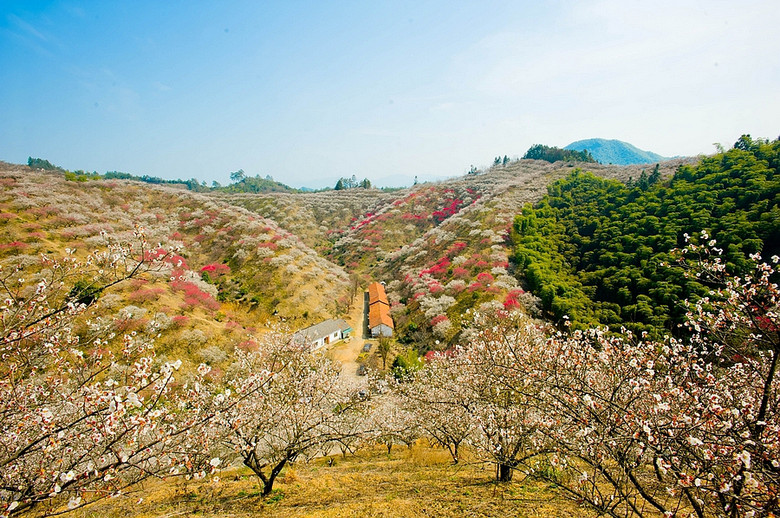 【安吉杭垓】山有梅花便不同