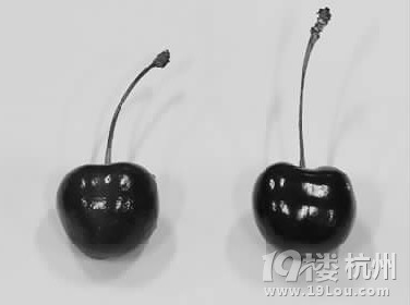 櫻桃搶先上市賣到了15元一顆 比車厘子更金貴