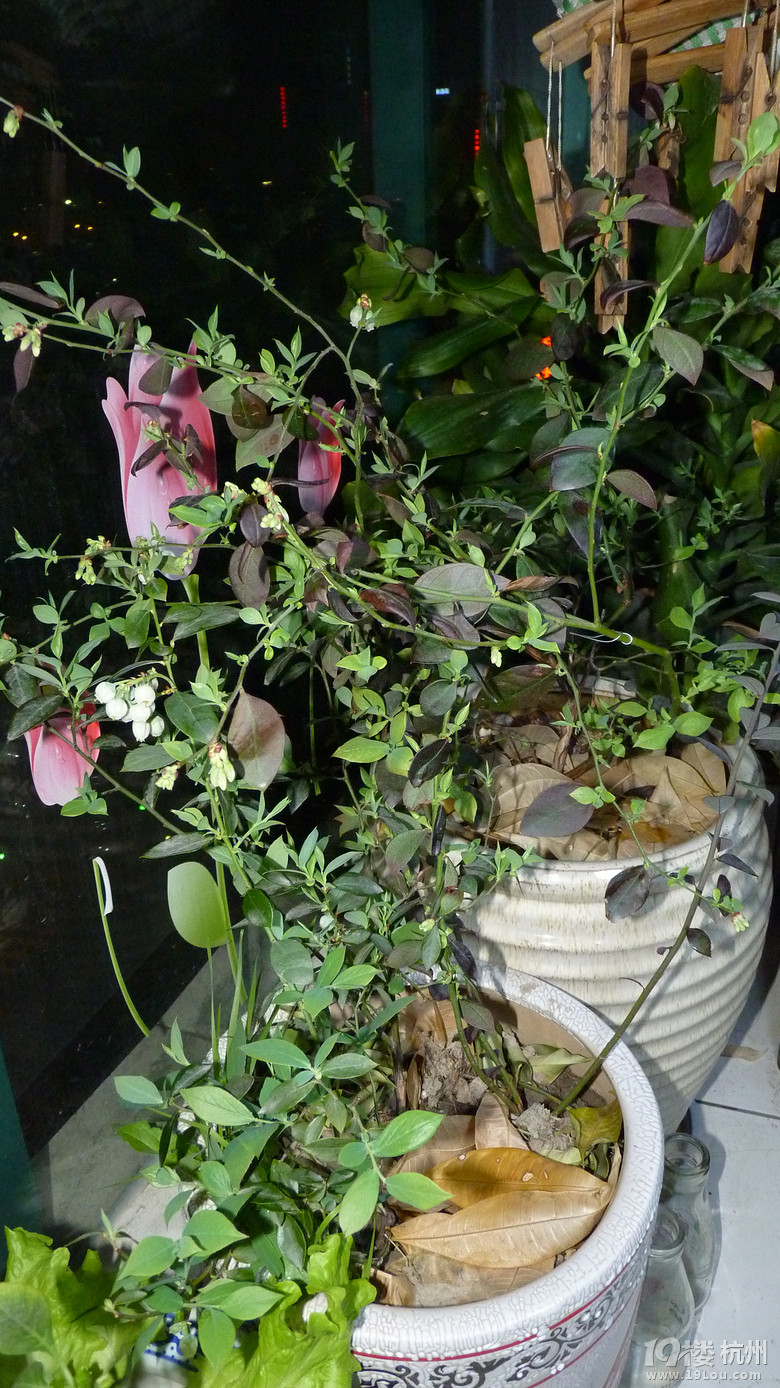 蓝莓开花了~自己来人工授粉。-花鸟鱼虫-居家