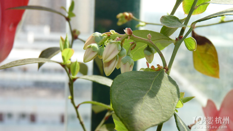 蓝莓开花了~自己来人工授粉。-花鸟鱼虫-居家
