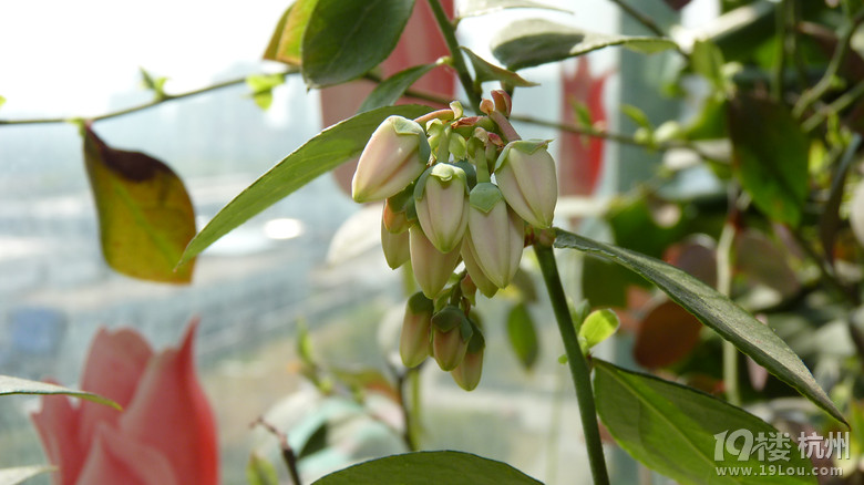 蓝莓开花了~自己来人工授粉。-花鸟鱼虫-居家