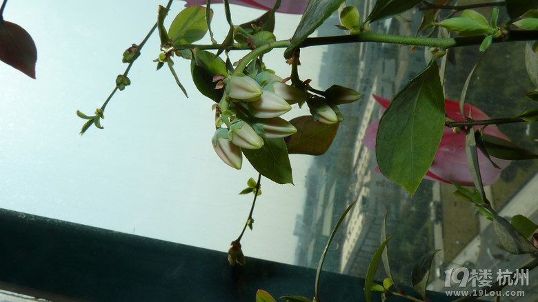 蓝莓开花了~自己来人工授粉。-花鸟鱼虫-居家