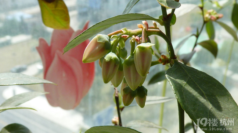 蓝莓开花了~自己来人工授粉。-花鸟鱼虫-居家