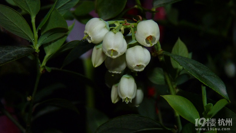 蓝莓开花了~自己来人工授粉。-花鸟鱼虫-居家