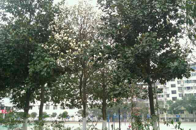 春天到了,腊梅怎么不开花捏?嘻嘻