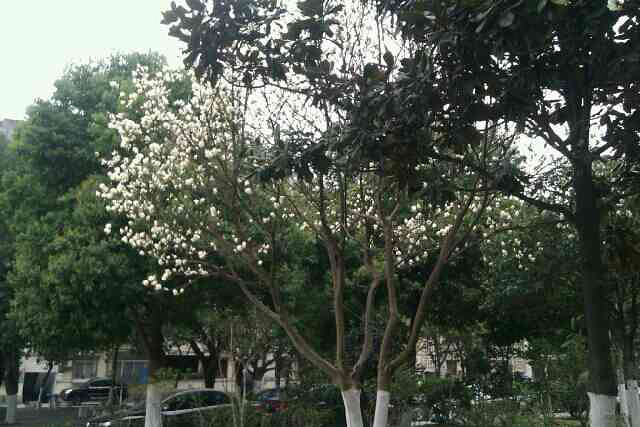 春天到了,腊梅怎么不开花捏?嘻嘻-手机随手拍