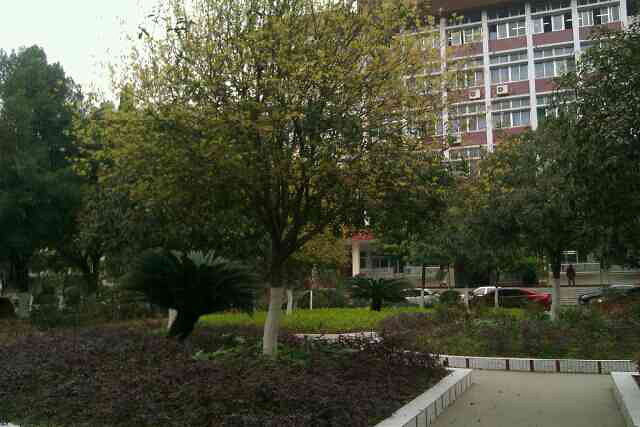 春天到了,腊梅怎么不开花捏?嘻嘻-手机随手拍