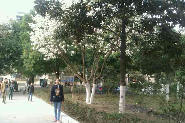 春天到了,腊梅怎么不开花捏?嘻嘻