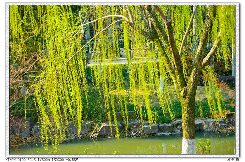 【约会春天】柔柔轻风扶细柳-风景照-19摄区-