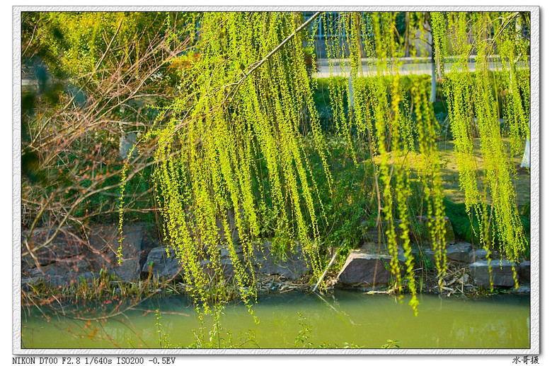 【约会春天】柔柔轻风扶细柳-风景照-19摄区-