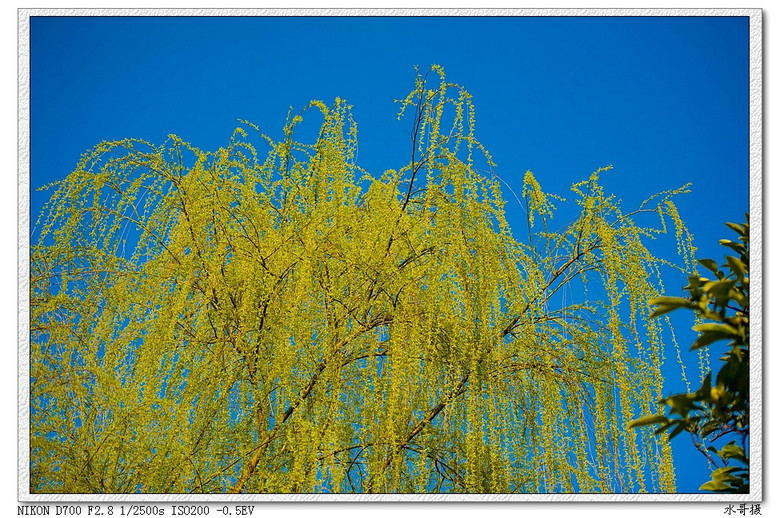 【约会春天】柔柔轻风扶细柳-风景照-19摄区-