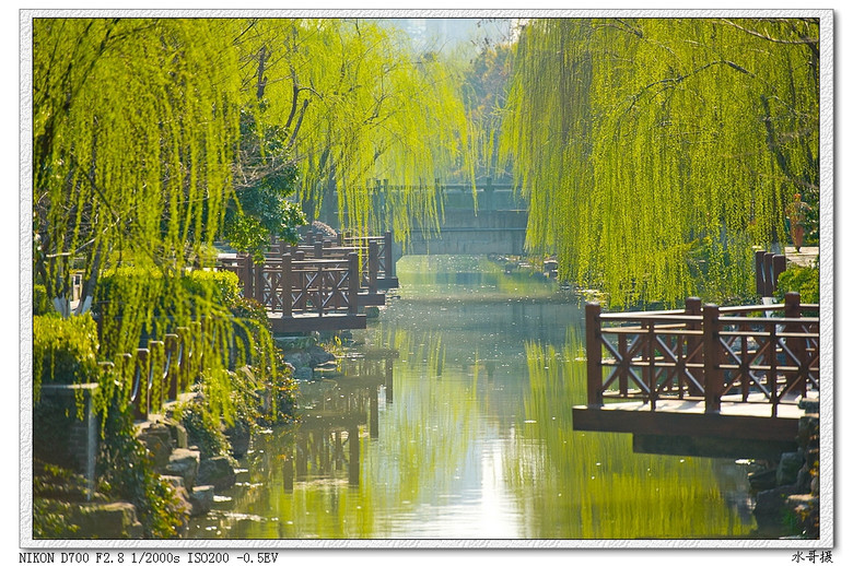 【约会春天】柔柔轻风扶细柳-风景照-19摄区-