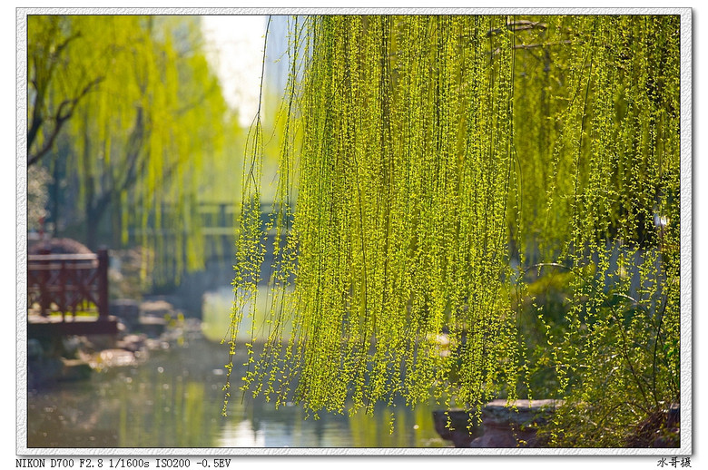 【约会春天】柔柔轻风扶细柳-风景照-19摄区-