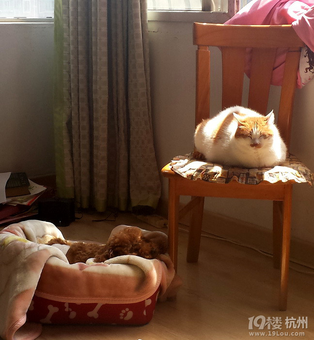 我家狗被大狗咬的腸子露出來，給大家提個(gè)醒，城西公園