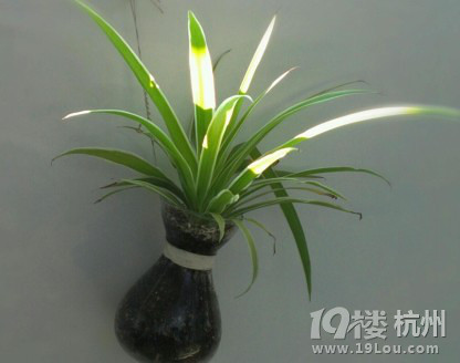 春雨惊春清谷天-花鸟鱼虫-居家生活-杭州19楼