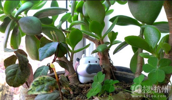 春雨惊春清谷天